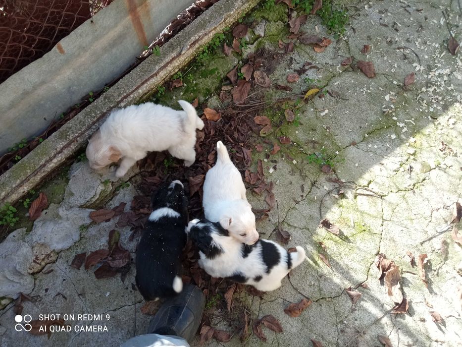 Подарявам сладки кученца