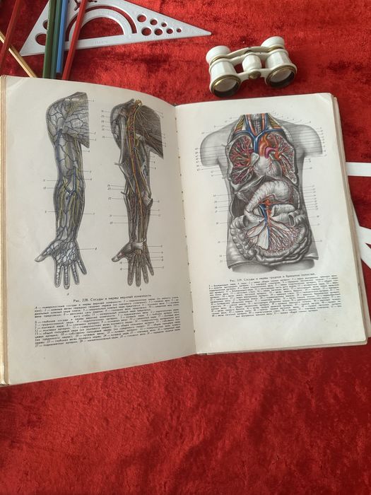 Анатомия 1962 год /биология
