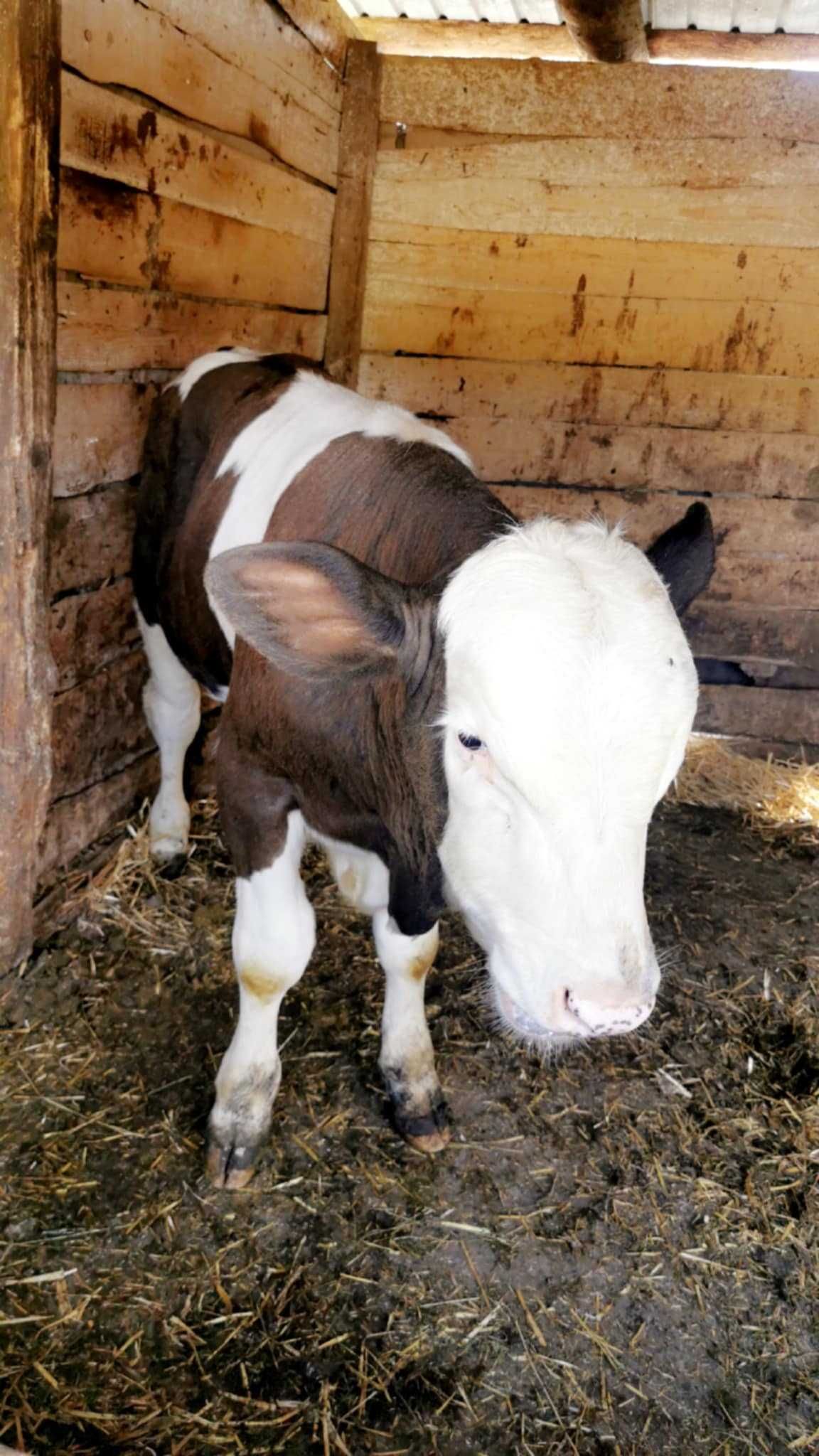vand doi  vitei si doi tauri mai mari