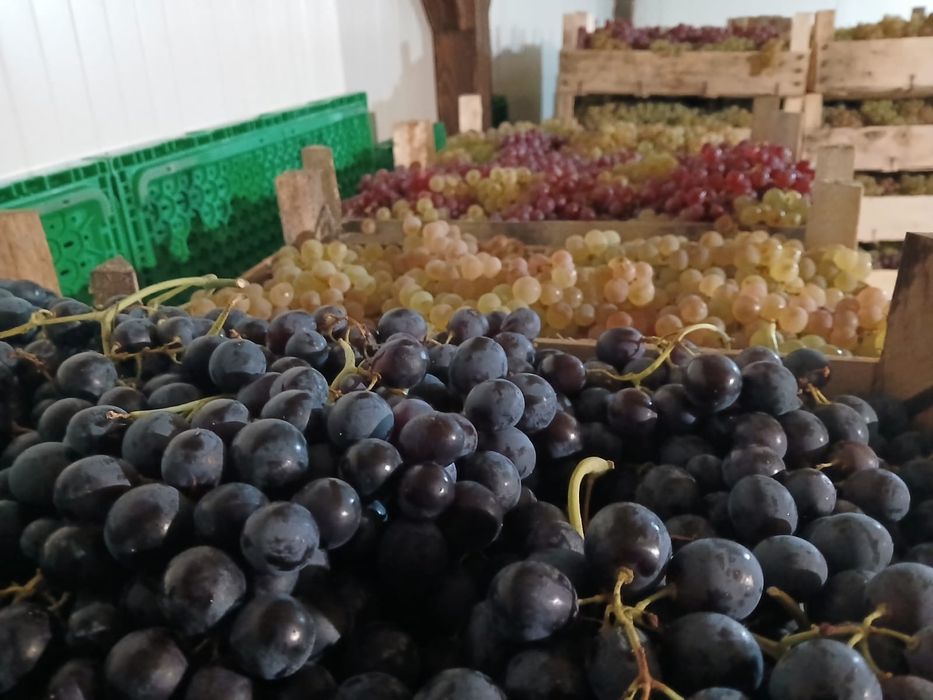 Struguri de masa / Panciu / Camera Frigorifica