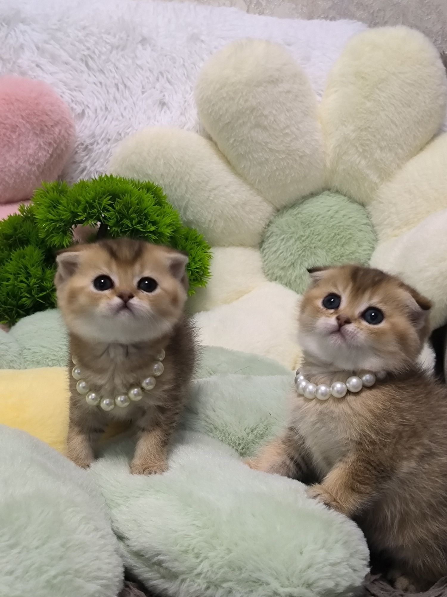 Котята чистокровные мимишки фолды