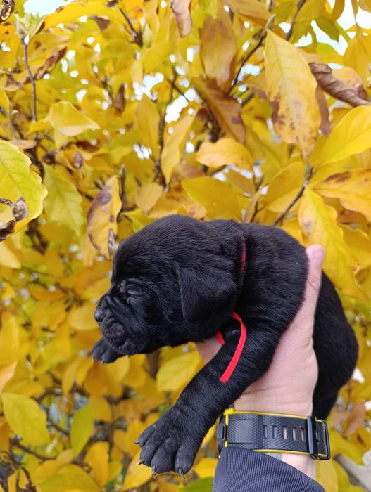 Кане Корсо кученца