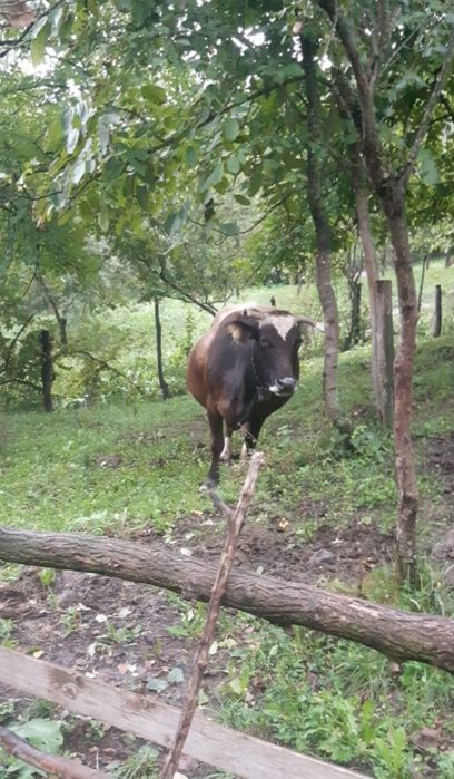 Vaca buna de lapte de vanzare