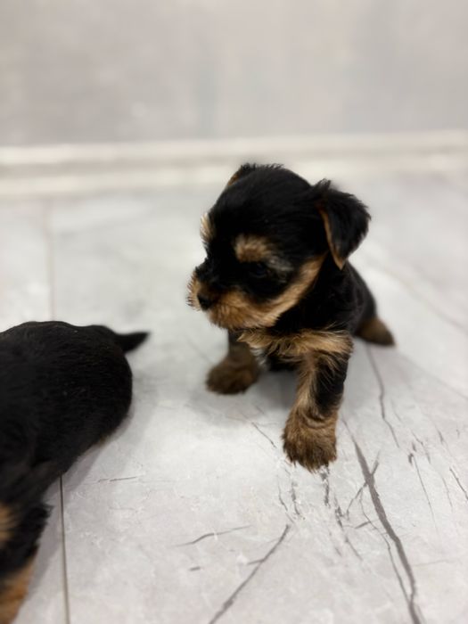 Йоркширски териер