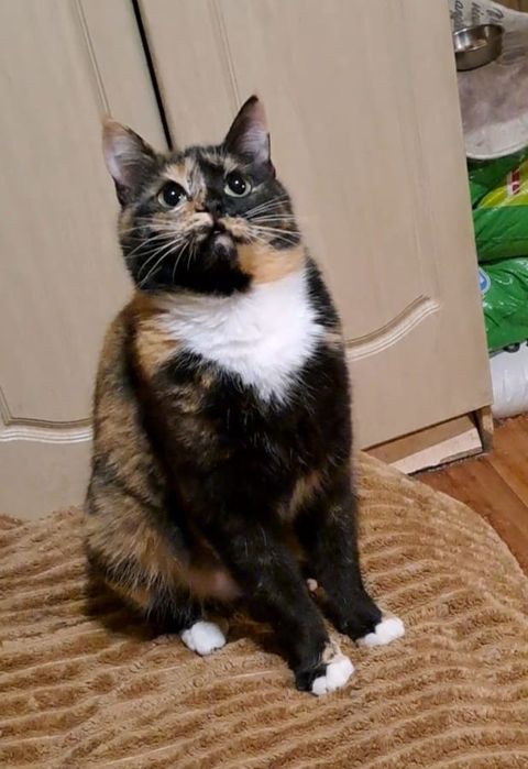 Кошечка в поисках дома