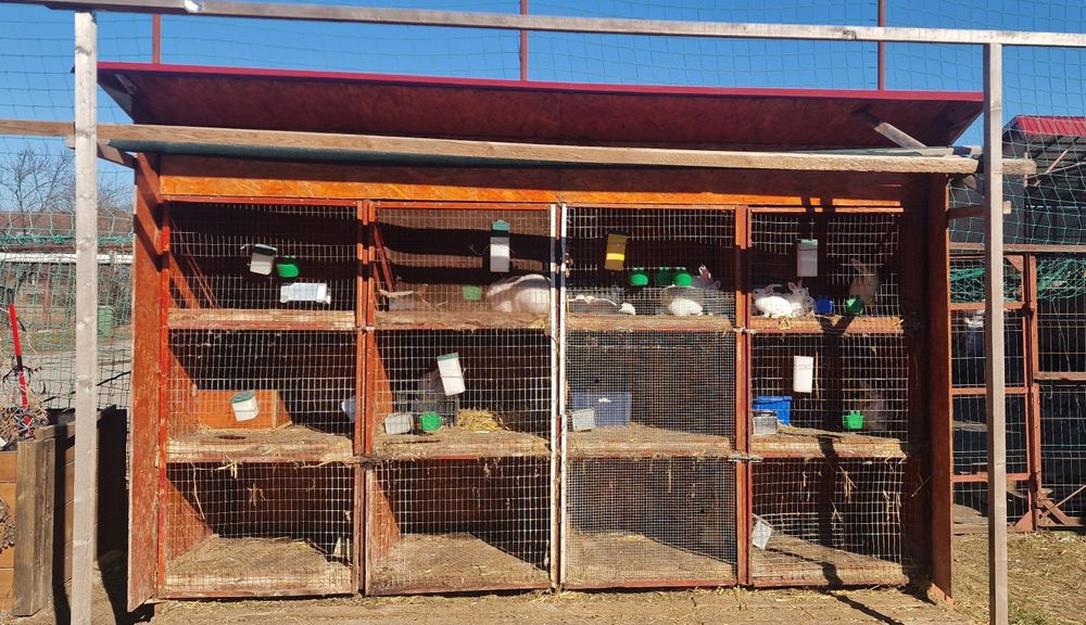 Iepuri 12 boxe pentru diverse rase