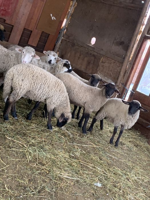 Vand 10 carlani si 6 miei de lapte