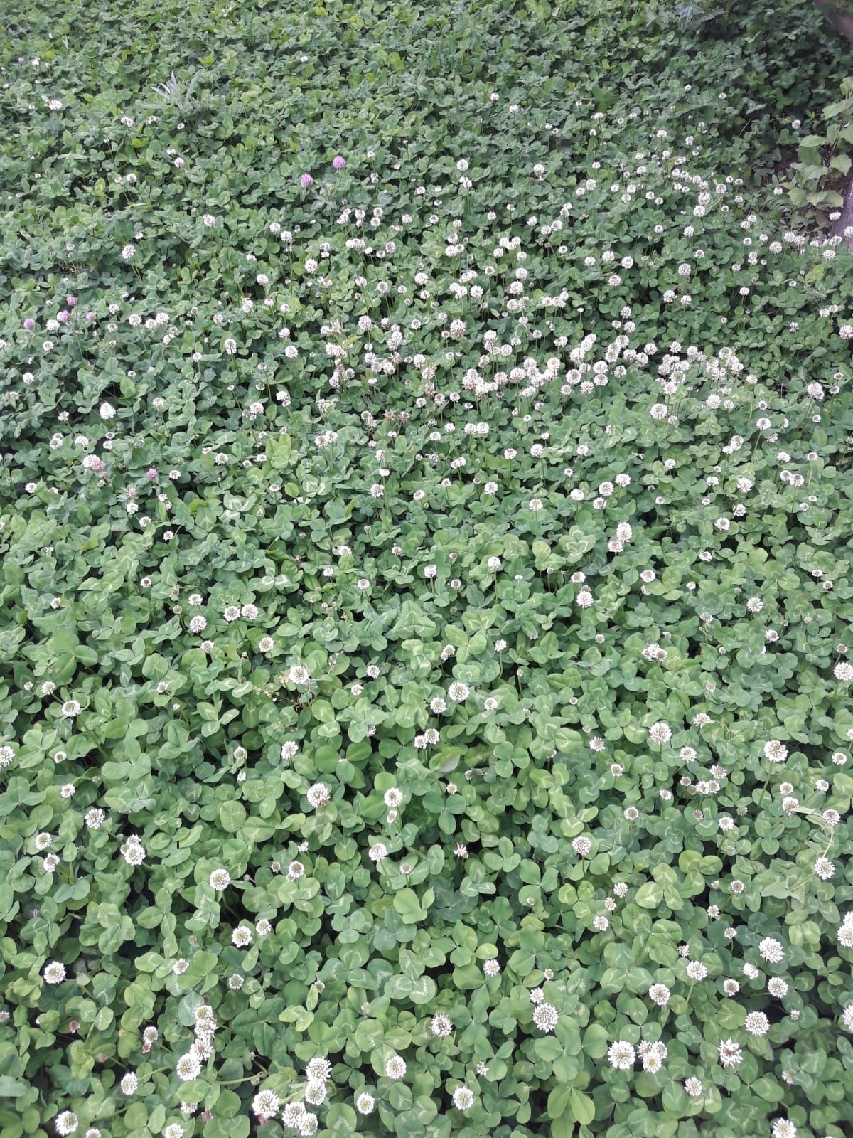 Карликовый белый клевер газонный, декоративный. семена
