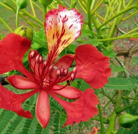 Copacul Flacara cu Flori de foc