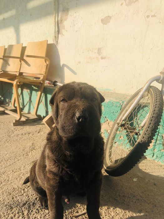 Прадается шарпей