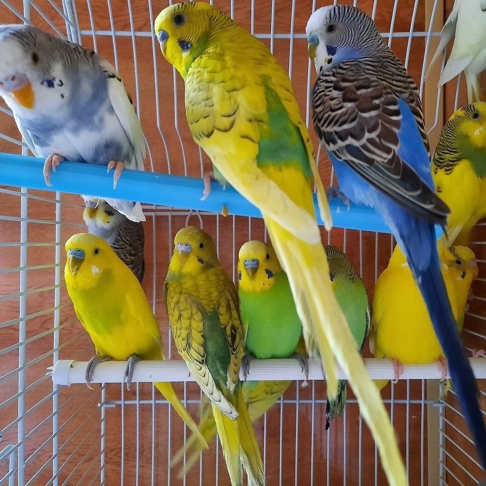 Продам попугаев волнистые папугай попугайчики