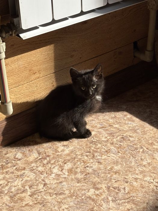 отдадим котят (2 мес) в хорошие руки !