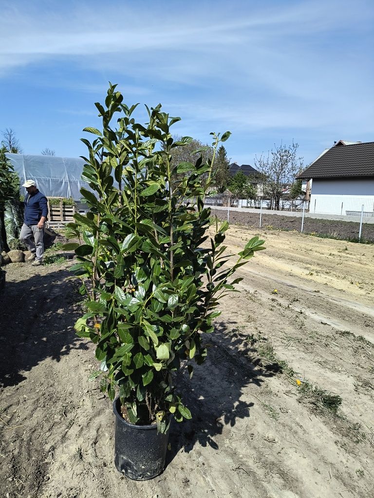 Prunus laurocerasus novita 160-180cm