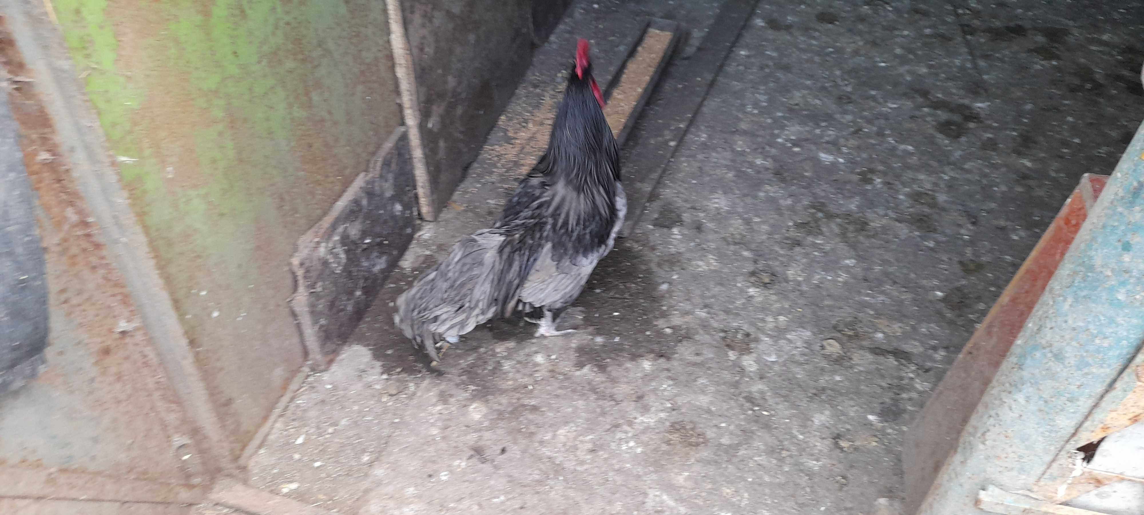 Schimb cocoșul de un an  australorp albastru