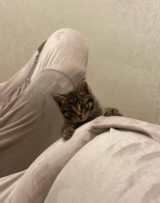 Пристраивается котенок мальчик