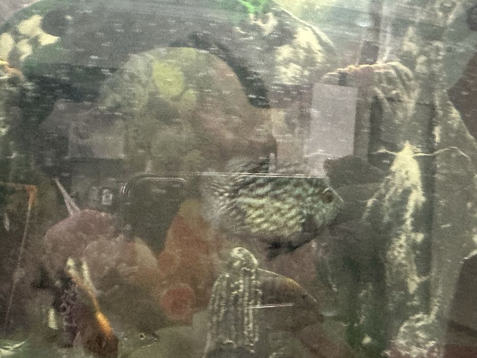 Брилиантовые попугайчики