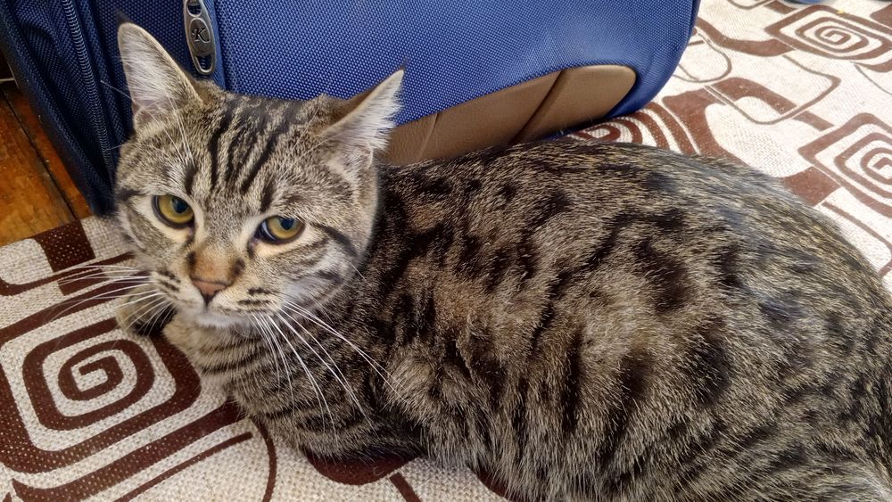 Коту отдам в даром, только в добрые руки.