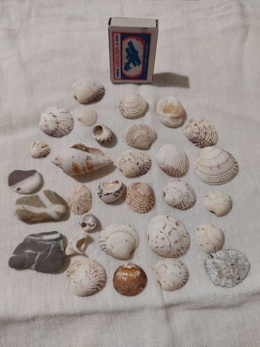 Ракушки натуральные,морские камни для аквариума.За  всё отдам 50 тыс