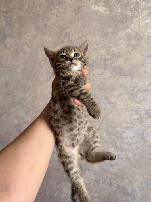 Бенгальский котенок мальчик и девушка