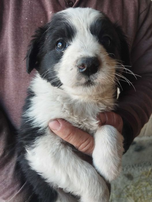 Отдам щенят бесплатно