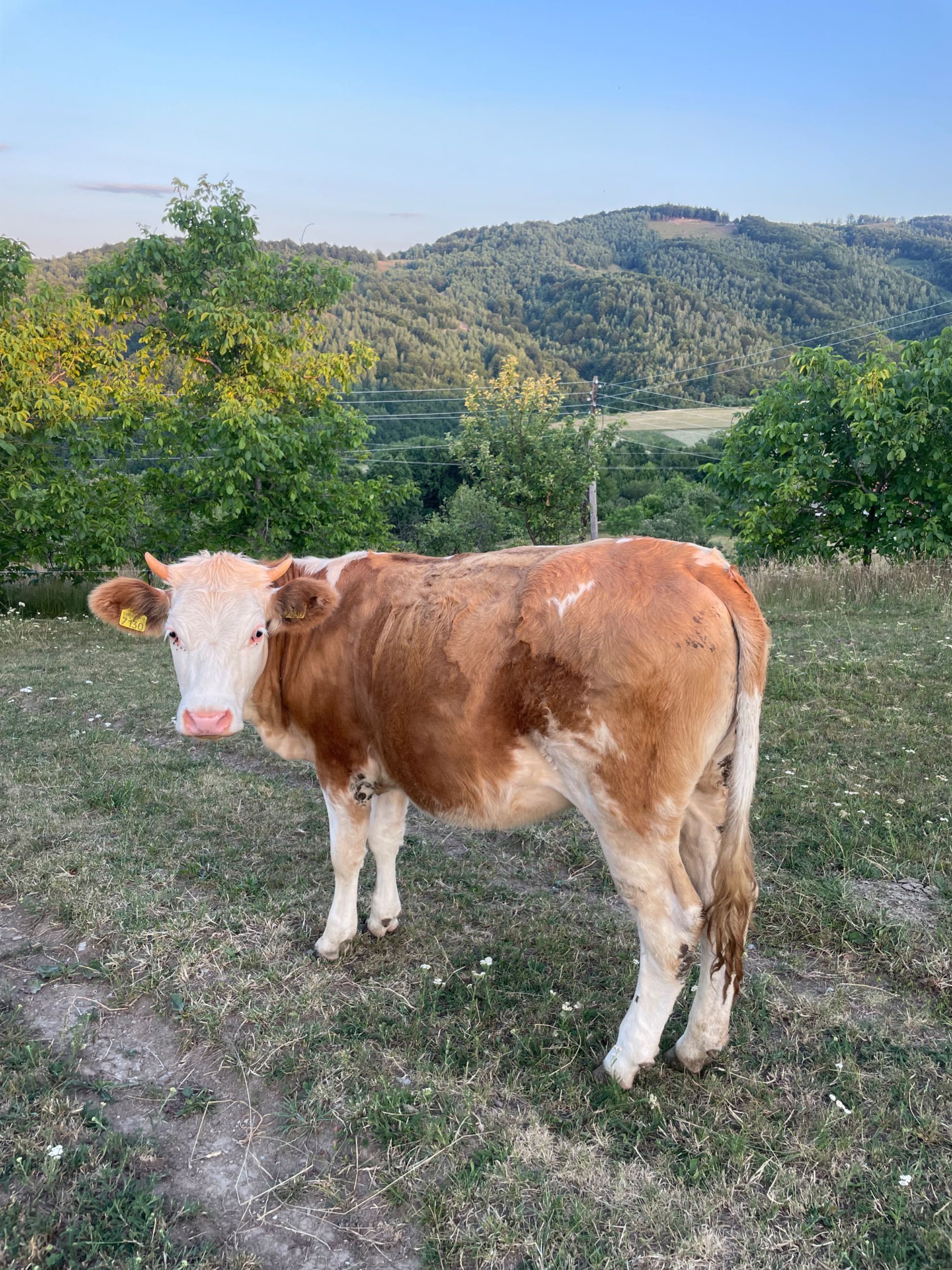 Vând vițea bună de lapte