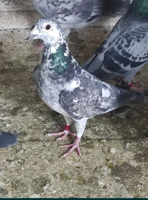 Porumbei voiajori - multipli campioni, cu expoziții.