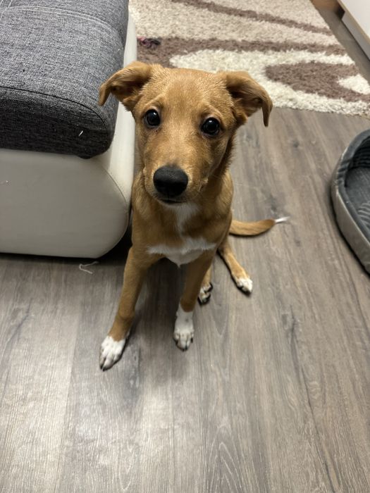 Щенок 5-6 месяцев