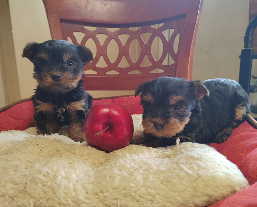 Йорки мини, йоркширски териер