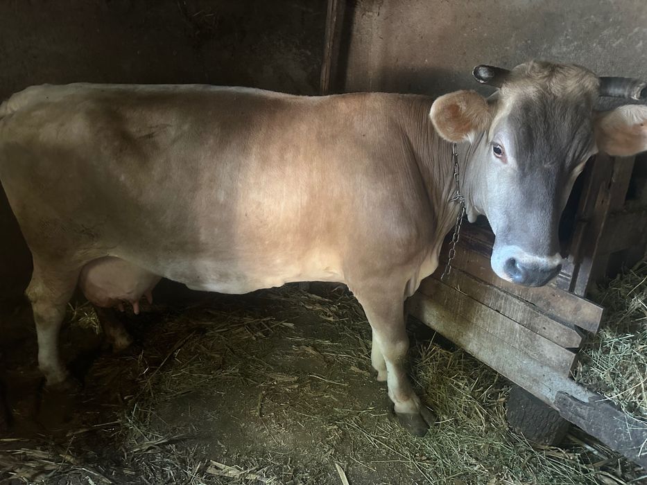 Vând vaca brună,de lapte