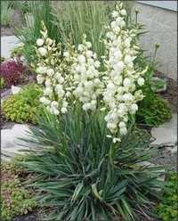 Yucca de gradina - planta/ 1planta - 50lei