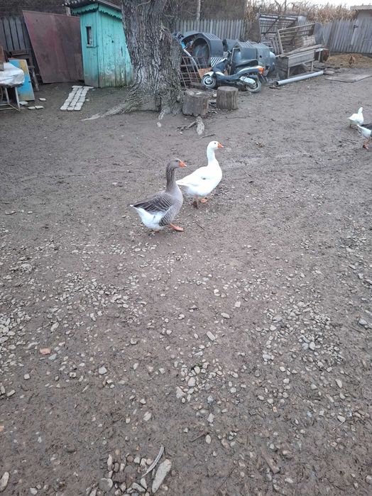 Vând gâște românești