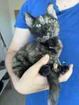 Pisica pentru adoptie
