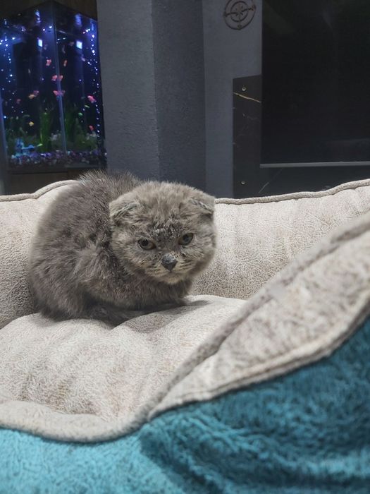 Скоттиш фолд 3 ойлик