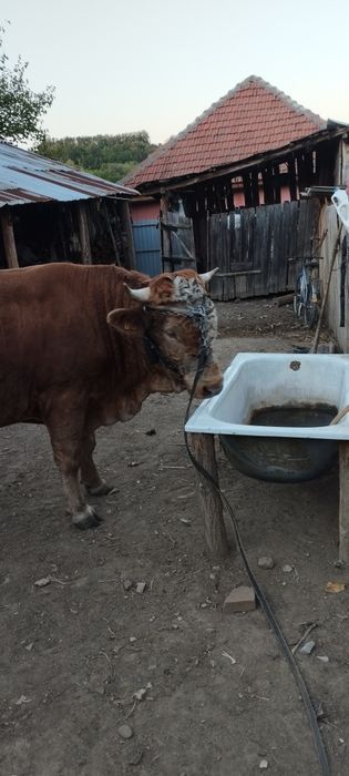 Vând bou preț 8000