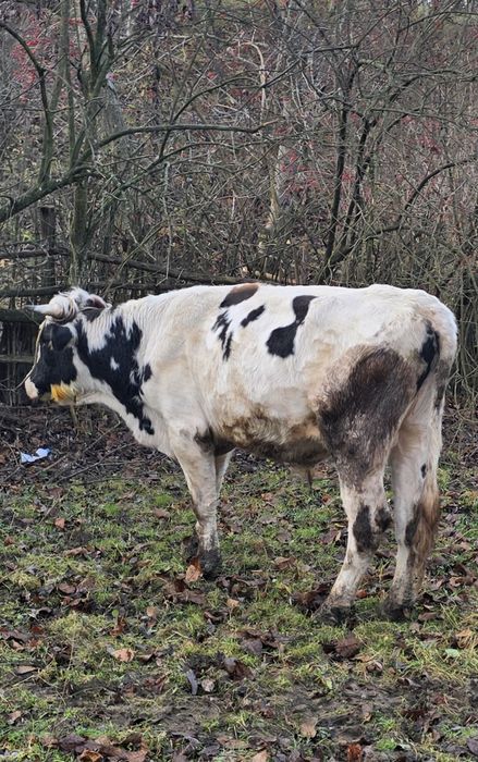 Taur simmental/holstein tanar de reproductie