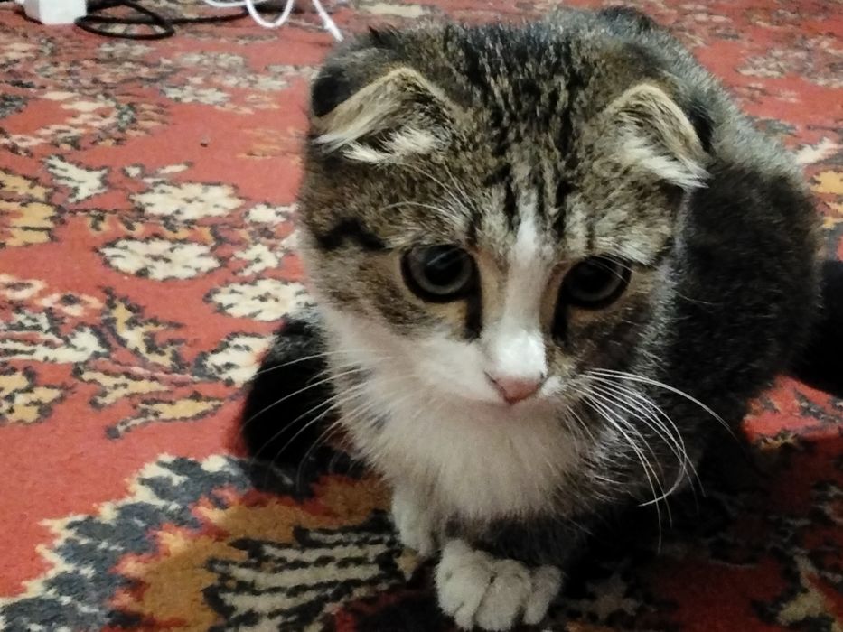 Продам котята.Он необычный кот.Он шотландских и пародный.