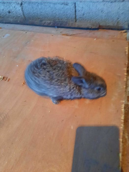 Quyon, quyon bolalari sotiladi