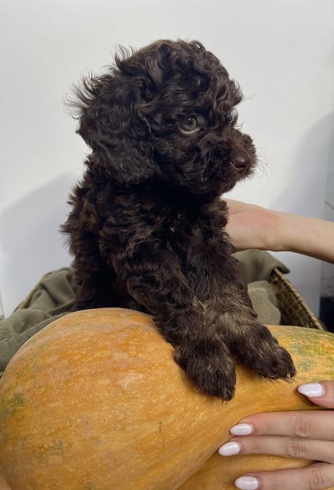 Мини пудели - цвят шоколад