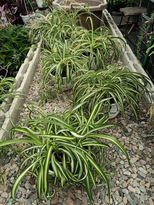 Композиции из разных растений