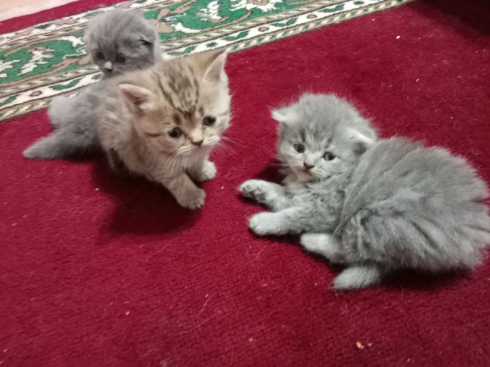 Продам пордистых котят