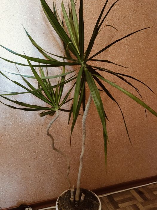 Продам цветок Драцена