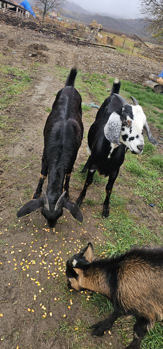 Anglo nubian capra/iadă