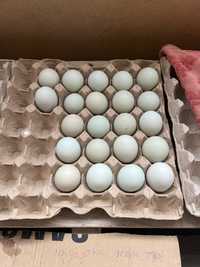 Яйца амереукано синие