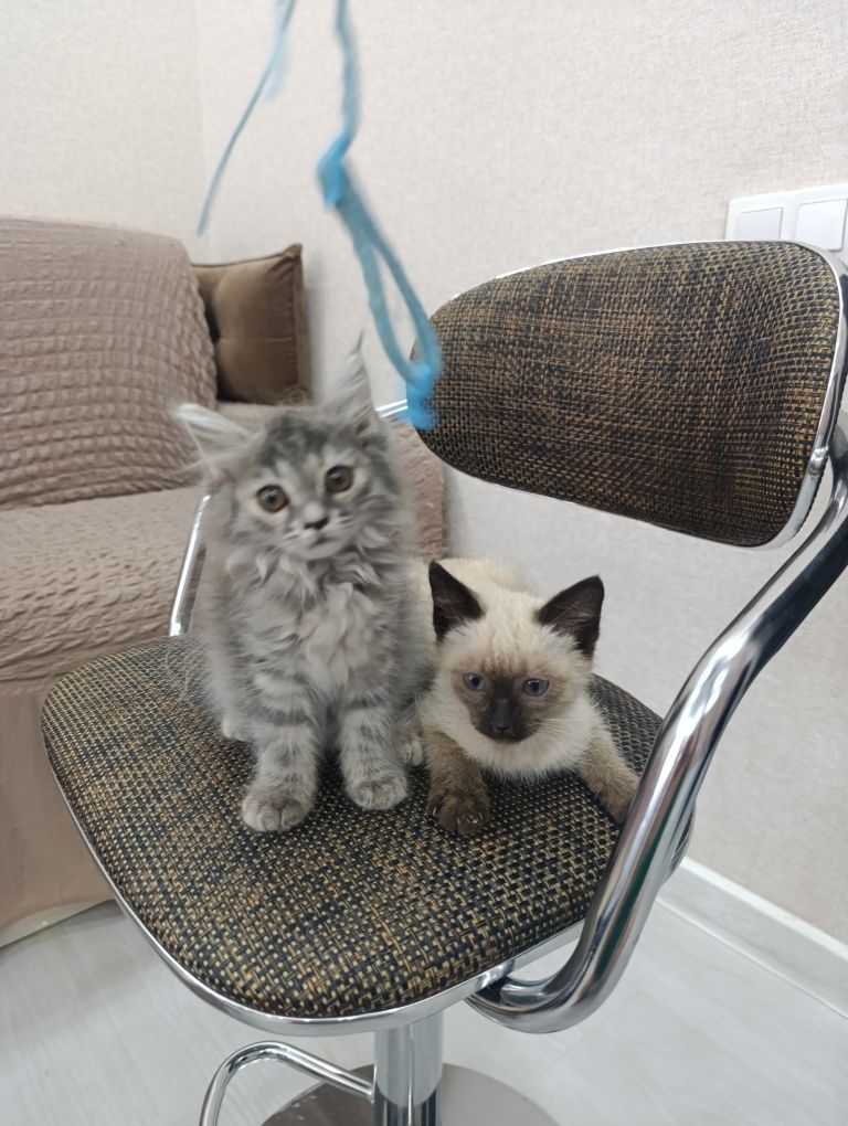Распродажа котят