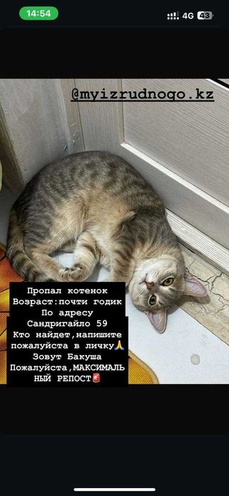 Пропал котенок по кличке Бакуша