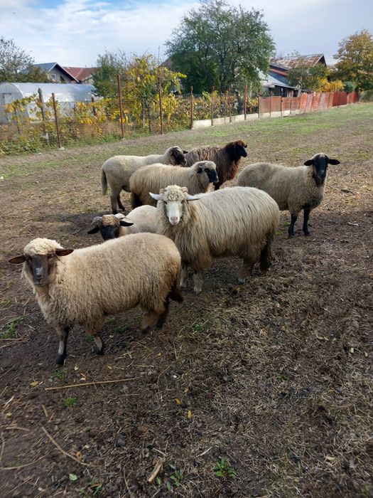 De vânzare Cârlane de  anul trecut
