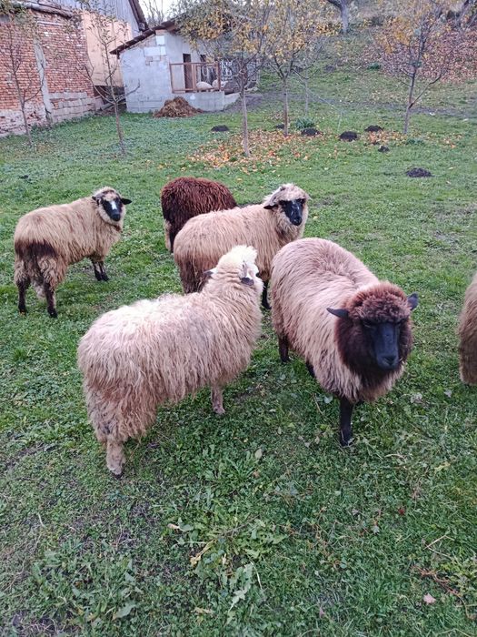 De vânzare 6 miele de anul acesta