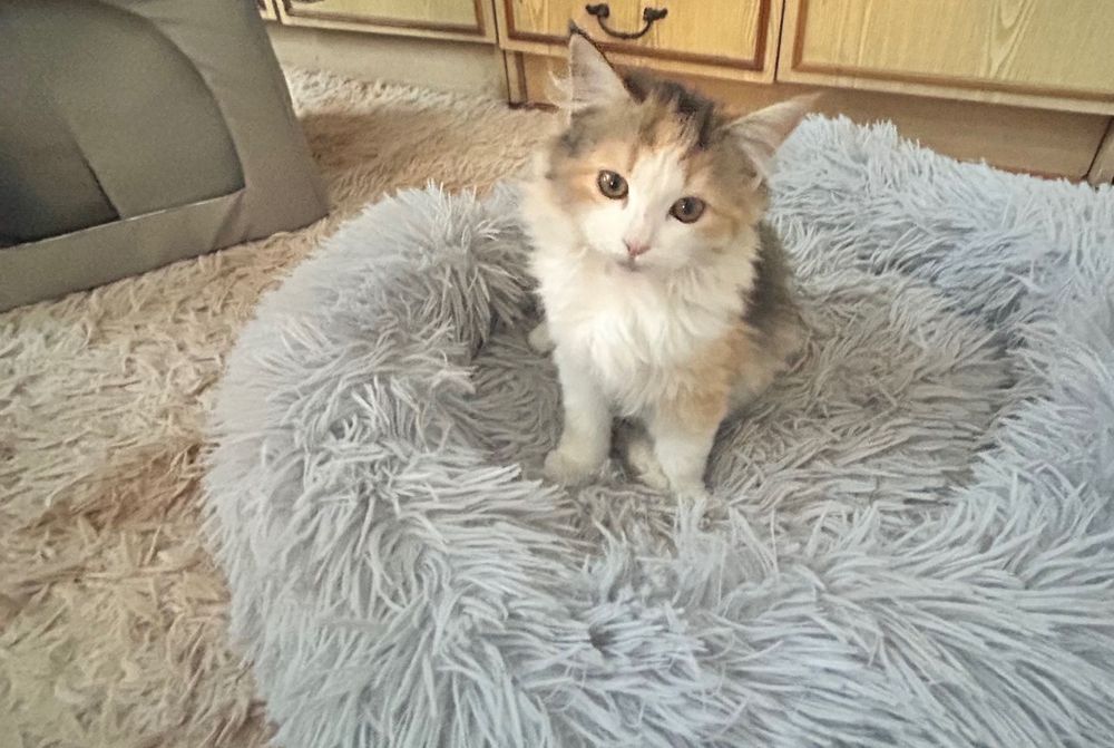 Продаю 2-х месячных котят. Породы Сибирьские длинношерстые.