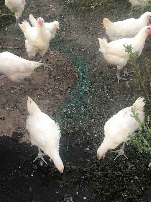 Vand gaini la bresse , puicute si cocosi au 4 luni.