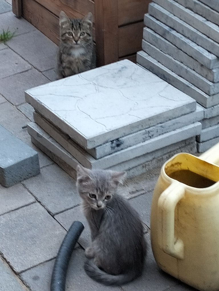 Отдам умных, красивых котят